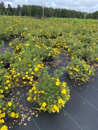 Potentilla f. 'Sommerflor' 30-40 cm cont. 3,0L