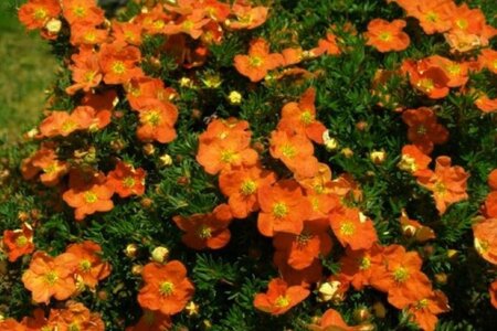 Potentilla f. 'Tangerine' geen maat specificatie cont. 2,0L