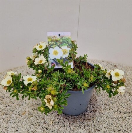 Potentilla f. 'Tilford Cream' 30-35 cm cont. 2,0L - afbeelding 1