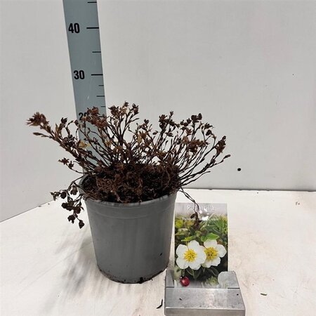 Potentilla f. 'Tilford Cream' 30-35 cm cont. 2,0L - afbeelding 2