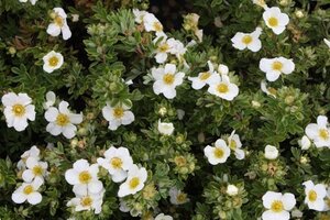 Potentilla f. 'Tilford Cream' geen maat specificatie cont. 2,0L - afbeelding 2
