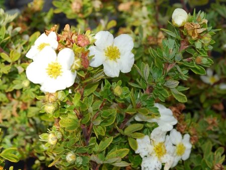 Potentilla f. 'Tilford Cream' geen maat specificatie cont. 3,0L - afbeelding 1