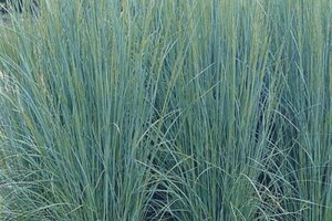 Poa labillardierei 'Glauca' geen maat specificatie 0,55L/P9cm