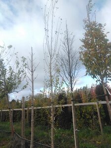 Populus nigra 'Italica' 12-14 Hoogstam draadkluit 2 X verplant