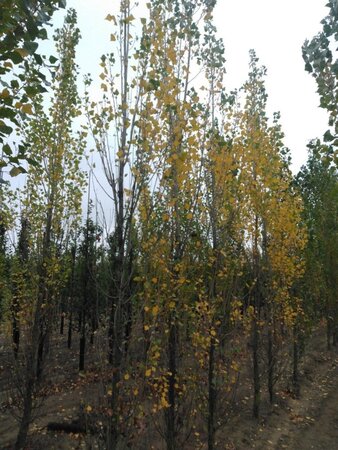 Populus nigra 'Italica' 14-16 cm wortelgoed geveerd 3 X verplant