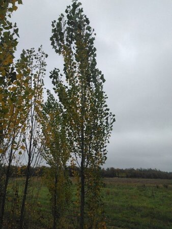 Populus nigra 'Italica' 16-18 cm draadkluit geveerd 3 X verplant - afbeelding 2