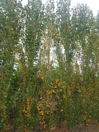 Populus nigra 'Italica' 16-18 cm draadkluit geveerd 3 X verplant - afbeelding 1