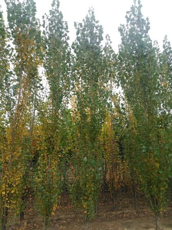Populus nigra 'Italica' 18-20 cm draadkluit geveerd 3 X verplant - afbeelding 1