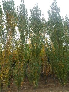Populus nigra 'Italica' 18-20 cm draadkluit geveerd 3 X verplant - afbeelding 1