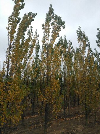 Populus nigra 'Italica' 18-20 cm draadkluit geveerd 3 X verplant - afbeelding 2