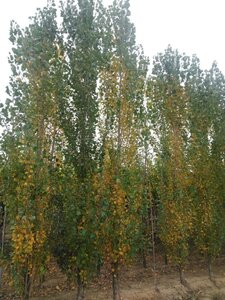 Populus nigra 'Italica' 20-25 cm draadkluit geveerd 4 X verplant - afbeelding 1