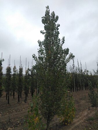 Populus nigra 'Italica' 20-25 cm draadkluit geveerd 4 X verplant - afbeelding 2