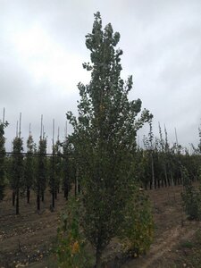 Populus nigra 'Italica' 20-25 cm draadkluit geveerd 4 X verplant - afbeelding 2