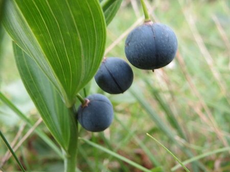 Polygonatum odoratum geen maat specificatie 0,55L/P9cm - afbeelding 1