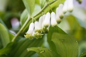 Polygonatum odoratum geen maat specificatie 0,55L/P9cm - afbeelding 2