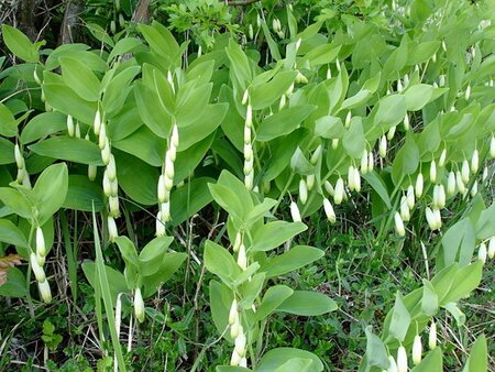 Polygonatum odoratum geen maat specificatie 0,55L/P9cm - afbeelding 4