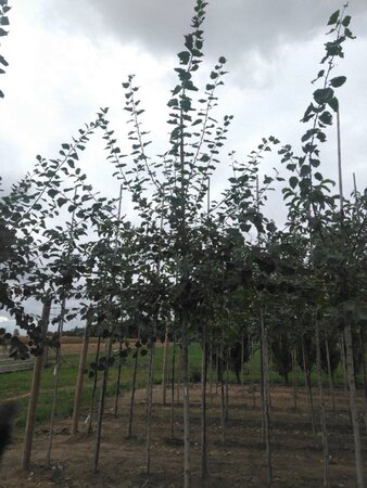 Populus tremula 12-14 Hoogstam wortelgoed 2 X verplant - afbeelding 3