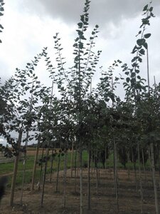 Populus tremula 12-14 Hoogstam wortelgoed 2 X verplant - afbeelding 3