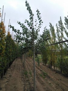 Populus tremula 12-14 Hoogstam wortelgoed 2 X verplant - afbeelding 5