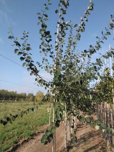 Populus tremula 12-14 Hoogstam wortelgoed 2 X verplant - afbeelding 4