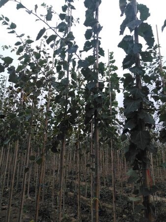 Populus tremula 8-10 Hoogstam wortelgoed - afbeelding 4
