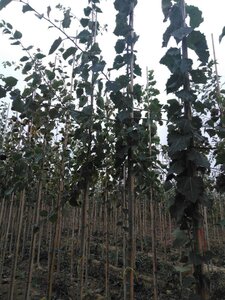Populus tremula 8-10 Hoogstam wortelgoed - afbeelding 4