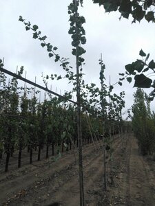 Populus tremula 8-10 Hoogstam wortelgoed - afbeelding 3