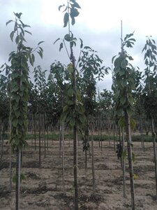 Prunus a. 'Big. Blanc et Rose' 8-10 Hoogstam wortelgoed - afbeelding 4