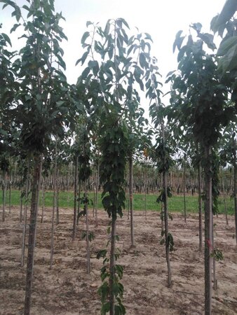 Prunus a. 'Bigarreau Burlat' 6-8 Hoogstam wortelgoed - afbeelding 4