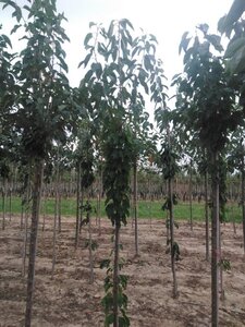 Prunus a. 'Bigarreau Burlat' 6-8 Hoogstam wortelgoed - afbeelding 4