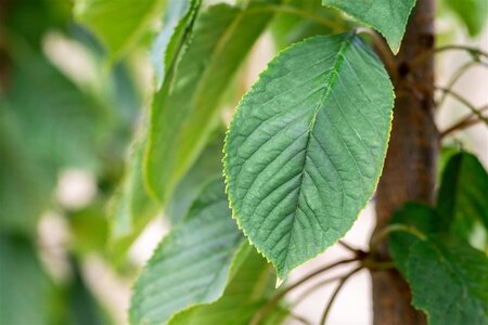 Prunus a. 'Bigarreau Burlat' halfstam wortelgoed leiboom 3 etages - afbeelding 1