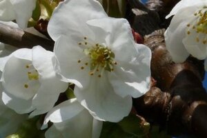 Prunus a. 'Bigarreau Burlat' halfstam wortelgoed leiboom 3 etages - afbeelding 4