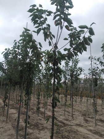 Prunus a. 'Bigarreau Napoléon' (=Gr. Prinzessinkirsche) 10-12 Hoogstam wortelgoed - afbeelding 5