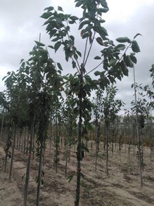 Prunus a. 'Bigarreau Napoléon' (=Gr. Prinzessinkirsche) 10-12 Hoogstam wortelgoed - afbeelding 5