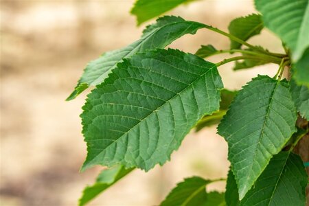Prunus a. 'Bigarreau Napoléon' (=Gr. Prinzessinkirsche) 12-14 Hoogstam draadkluit 2 X verplant - afbeelding 3
