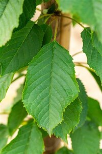 Prunus a. 'Bigarreau Napoléon' (=Gr. Prinzessinkirsche) 12-14 Hoogstam wortelgoed 2 X verplant - afbeelding 4