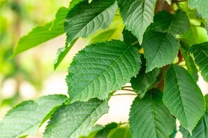 Prunus a. 'Bigarreau Napoléon' (=Gr. Prinzessinkirsche) 2jr. A kwal. wortelgoed struik