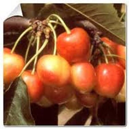 Prunus a. 'Bigarreau Napoléon' (=Gr. Prinzessinkirsche) 6-8 Hoogstam wortelgoed - afbeelding 6