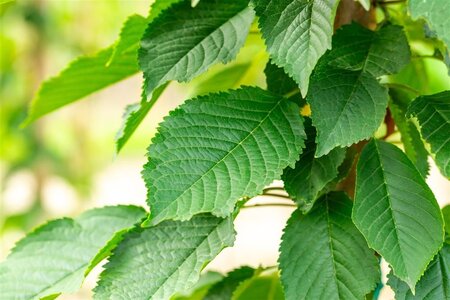 Prunus a. 'Bigarreau Napoléon' (=Gr. Prinzessinkirsche) dubbele U met rek wortelgoed - afbeelding 2