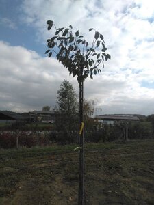 Prunus a. 'Bigarreau Noir'=Varikse Zwarte=Zwarte kraker 12-14 Hoogstam wortelgoed 2 X verplant - afbeelding 3