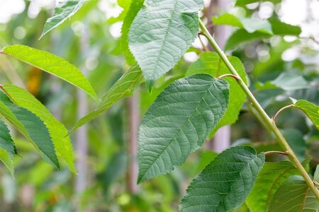 Prunus a. 'Bigarreau Noir'=Varikse Zwarte=Zwarte kraker 16-18 Hoogstam draadkluit 3 X verplant - afbeelding 2