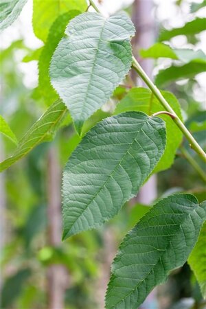 Prunus a. 'Bigarreau Noir'=Varikse Zwarte=Zwarte kraker 16-18 Hoogstam wortelgoed 3 X verplant - afbeelding 1