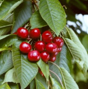 Prunus a. 'Castor' 10-12 Hoogstam wortelgoed - afbeelding 2