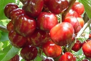 Prunus a. 'Castor' 14-16 Hoogstam wortelgoed 2 X verplant