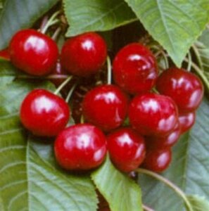 Prunus a. 'Castor' 6-8 Hoogstam wortelgoed - afbeelding 3