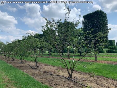 Prunus 'Accolade' 250-300 cm draadkluit meerstammig - afbeelding 2