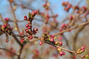 Prunus 'Accolade' 40-60 cm wortelgoed 3-5 tak struik - afbeelding 7