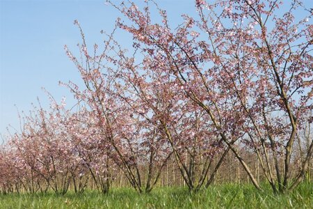 Prunus 'Accolade' 40-60 cm wortelgoed 5-8 tak struik - afbeelding 1