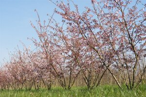 Prunus 'Accolade' 40-60 cm wortelgoed 5-8 tak struik - afbeelding 1