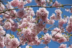 Prunus 'Accolade' 40-60 cm wortelgoed 5-8 tak struik - afbeelding 3